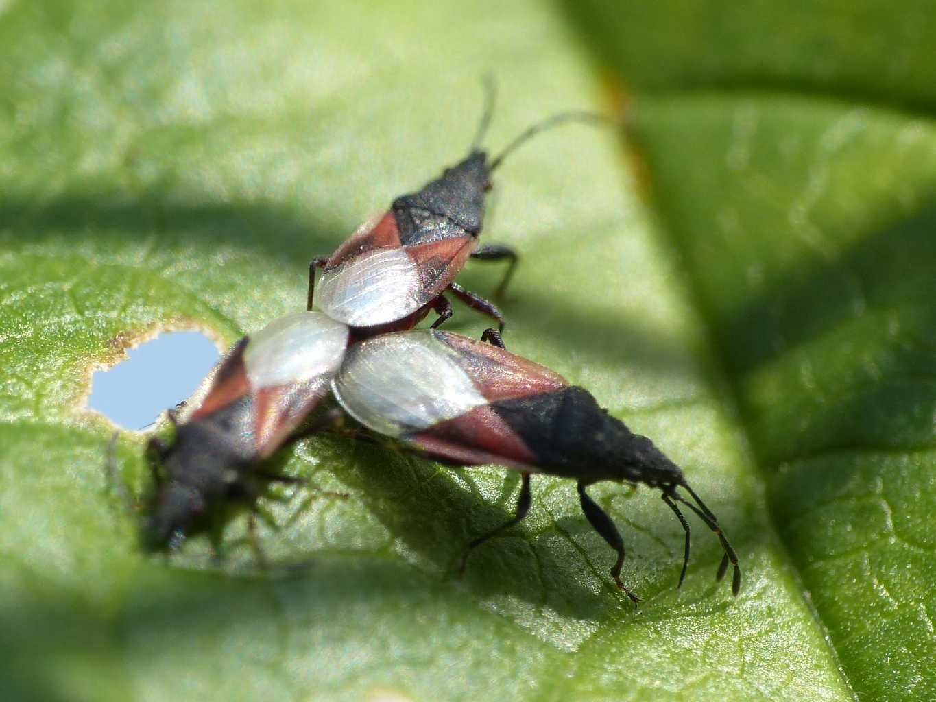 Oxycarenus lavaterae (?) in copula